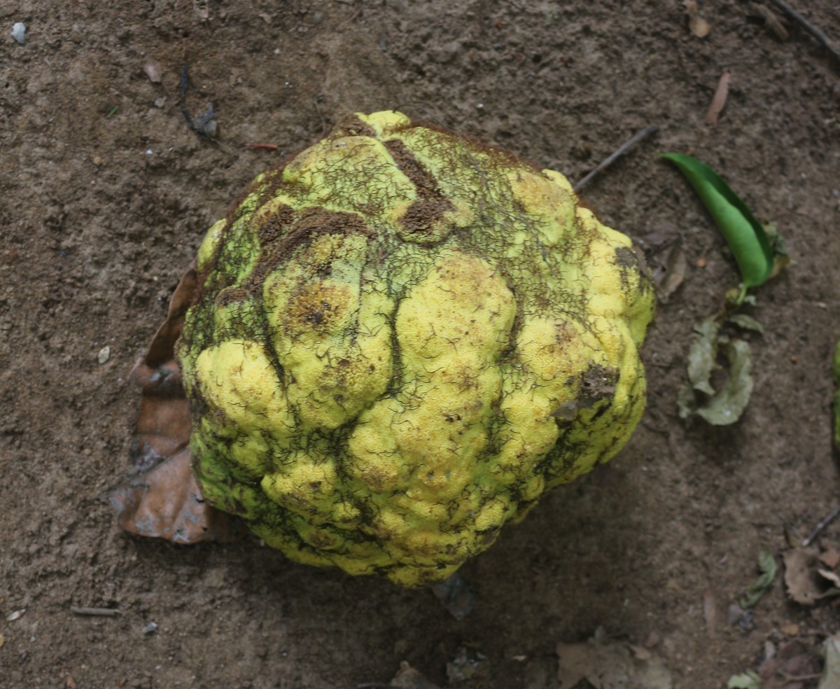 Treculia africana Decne. ex Trécul